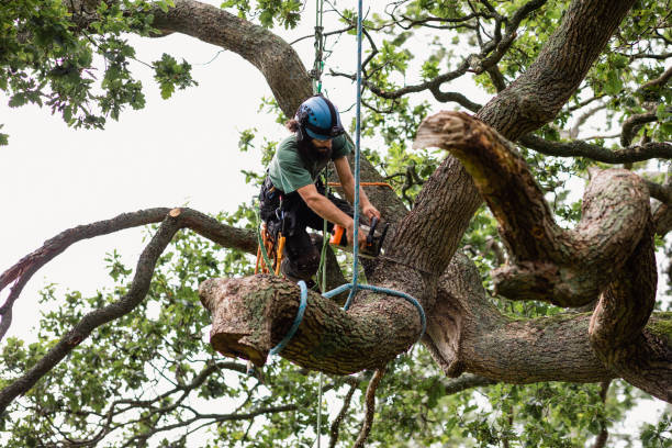 Professional Tree Care in Avalon, CA