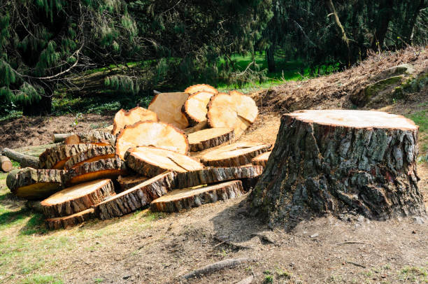 How Our Tree Care Process Works  in  Avalon, CA